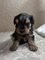 Jack, a male Yorkshire Terrier for sale in Merced, CA – 2 of 4