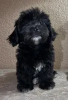 Sofía , a female Maltipoo and Poodle - Toy  for sale in Merced, CA – 2 of 6