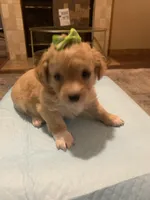 Lola , a female Yorkipoo and Poodle - Toy  for sale in Merced, CA – 2 of 3
