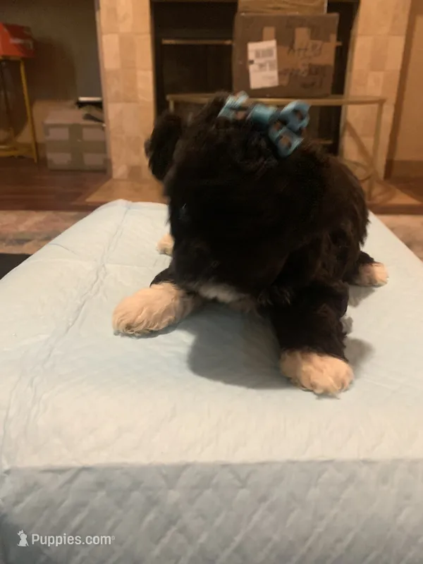 Rosy – Yorkipoo, Poodle - Toy  puppy for sale in Merced, CA