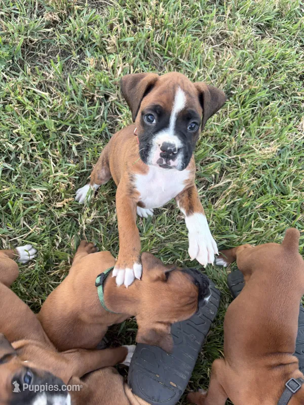 Anastasia – Boxer puppy for sale in Clayton, DE