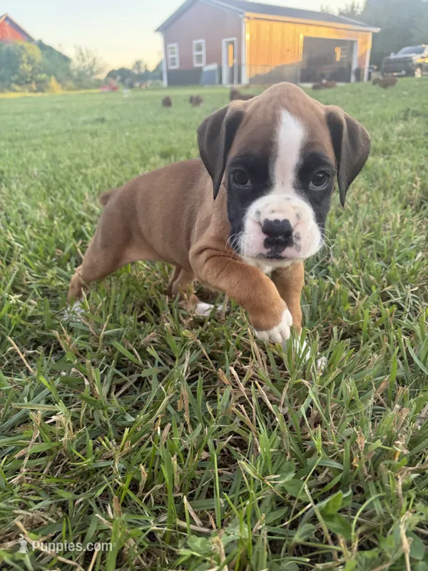 Rapunzel – Boxer puppy for sale in Clayton, DE