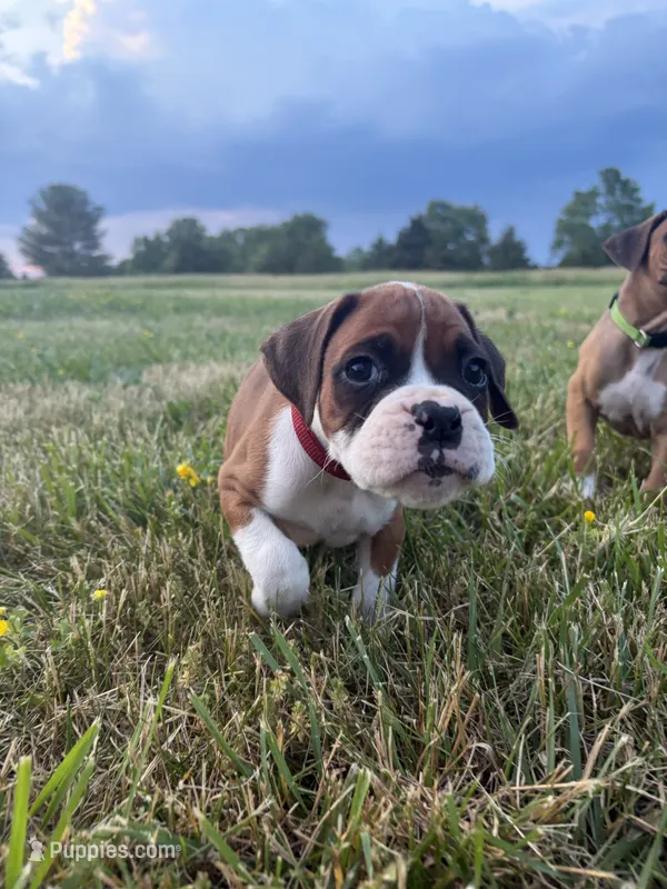 Hercules – Boxer puppy for sale in Clayton, DE
