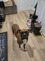 Ellie, a female Boxer for sale in Clayton, DE – 9 of 10