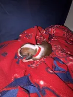 Hercules, a male Boxer for sale in Clayton, DE – Photo 3 of 6