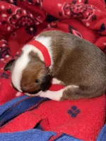 Hercules, a male Boxer for sale in Clayton, DE – Photo 4 of 6