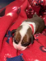 Hercules, a male Boxer for sale in Clayton, DE – Photo 2 of 6