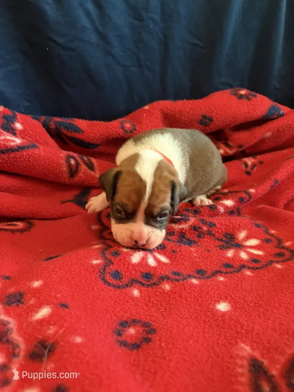 Hercules – Boxer puppy for sale in Clayton, DE