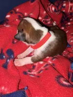 Hercules, a male Boxer for sale in Clayton, DE – Photo 5 of 6