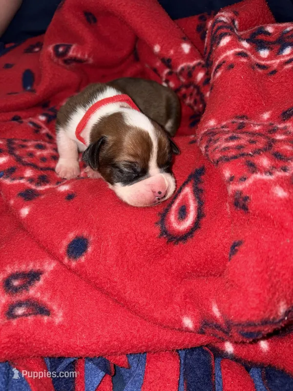 Hercules – Boxer puppy for sale in Clayton, DE