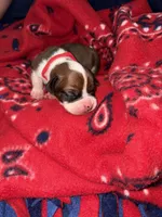 Hercules, a male Boxer for sale in Clayton, DE – Photo 1 of 6