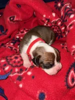 Hercules, a male Boxer for sale in Clayton, DE – Photo 6 of 6