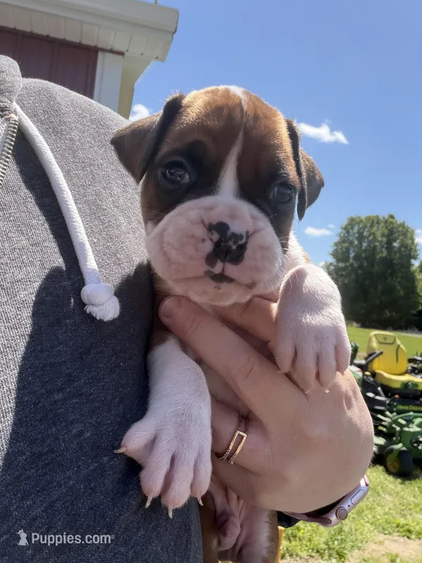 Hercules – Boxer puppy for sale in Clayton, DE