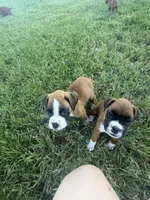 Tiana, a female Boxer for sale in Clayton, DE – 6 of 9