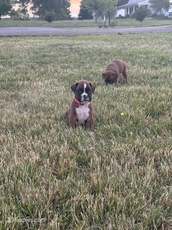 Anastasia – Boxer puppy for sale in Clayton, DE