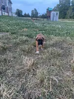 Jasmine, a female Boxer for sale in Clayton, DE – 5 of 10