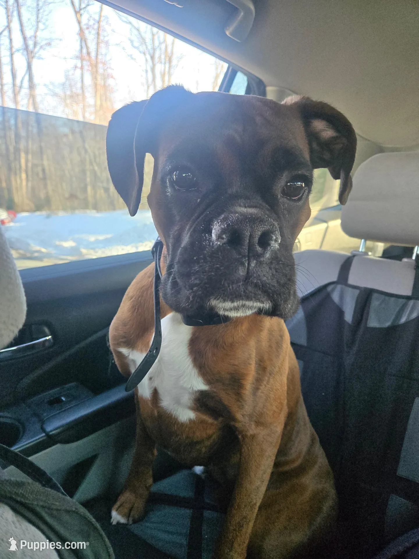 Merida, a female Boxer for sale in Clayton, DE – Photo 7 of 8
