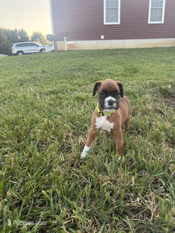 Tiana – Boxer puppy for sale in Clayton, DE