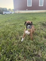 Tiana, a female Boxer for sale in Clayton, DE – 1 of 9