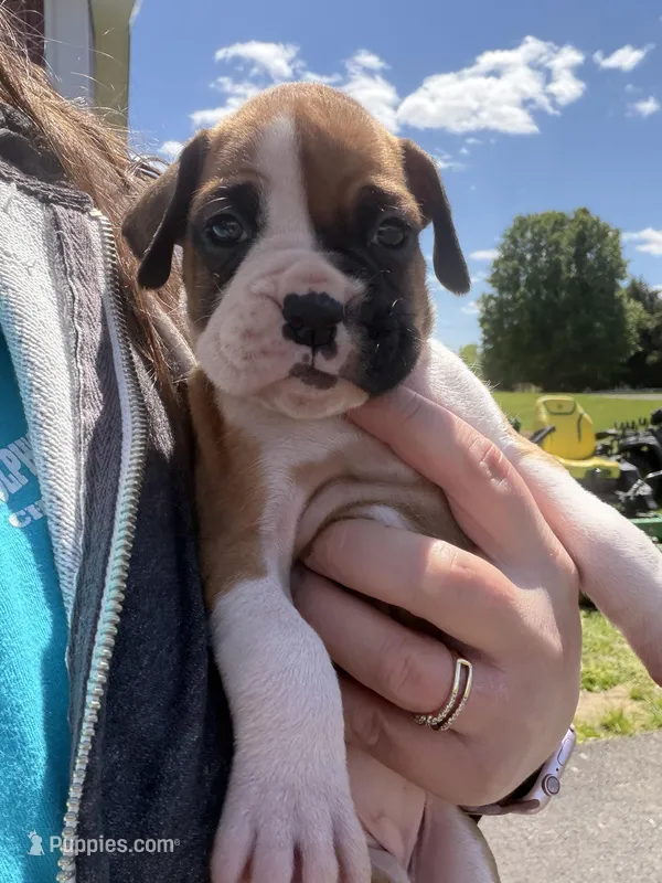 Belle – Boxer puppy for sale in Clayton, DE
