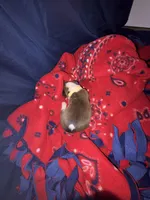 Belle, a female Boxer for sale in Clayton, DE – Photo 2 of 4