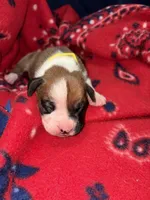 Belle, a female Boxer for sale in Clayton, DE – Photo 4 of 4