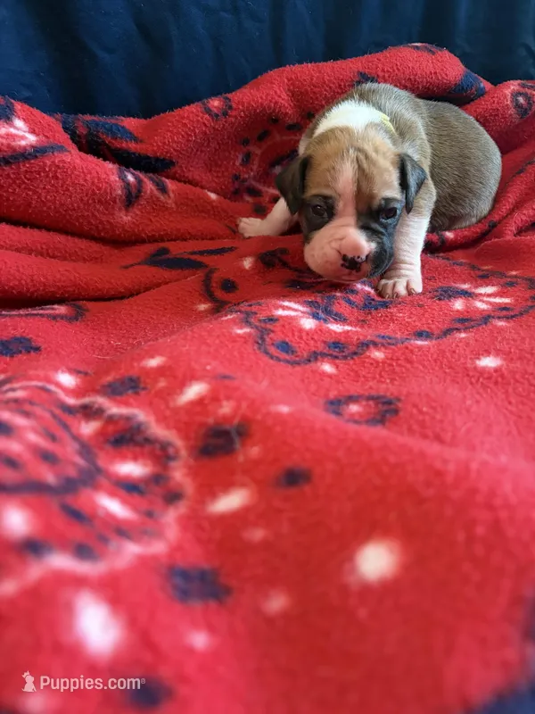 Belle – Boxer puppy for sale in Clayton, DE