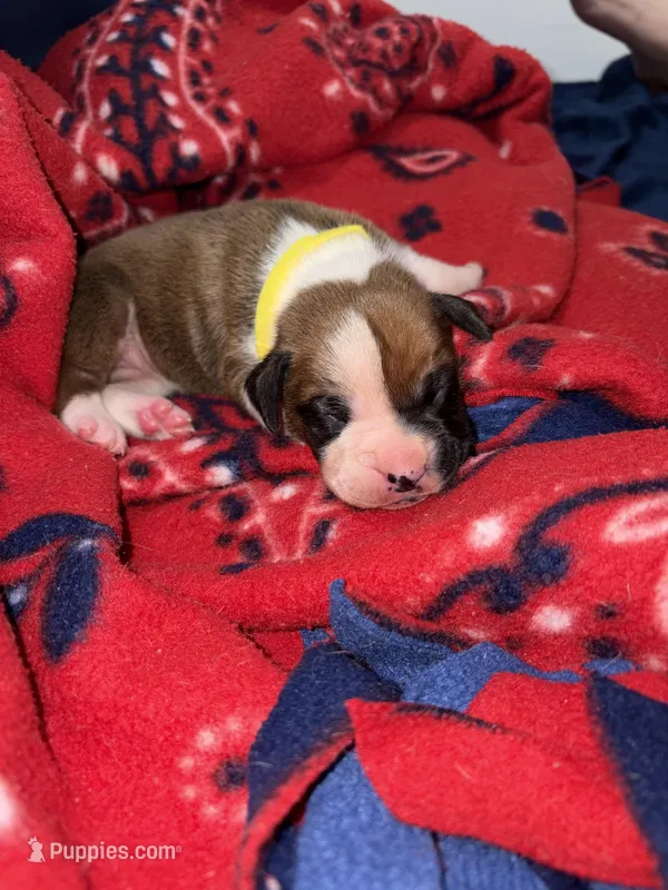 Belle – Boxer puppy for sale in Clayton, DE