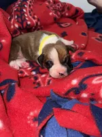 Belle, a female Boxer for sale in Clayton, DE – Photo 1 of 4