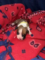 Belle, a female Boxer for sale in Clayton, DE – Photo 3 of 4