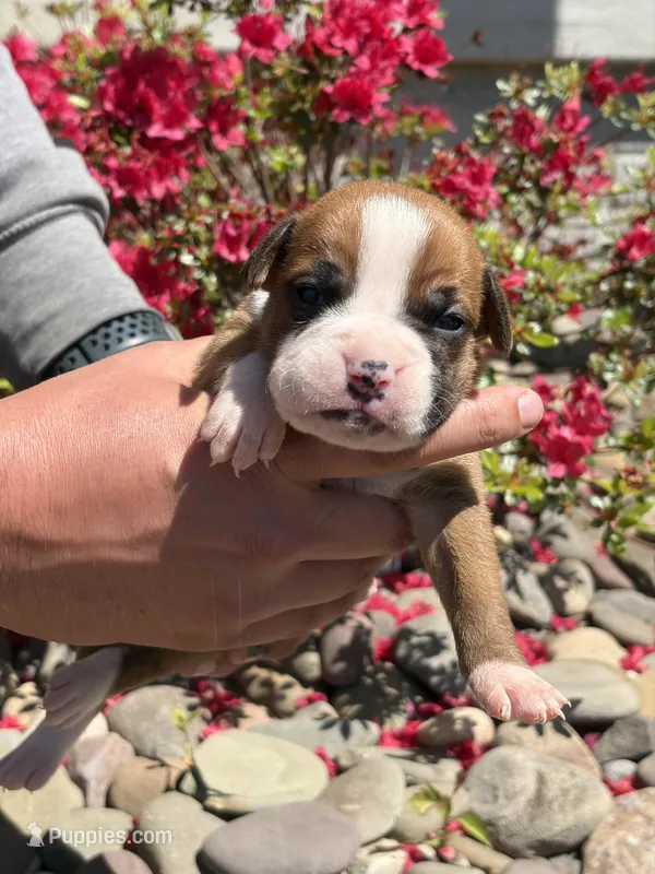 Raya  – Boxer puppy for sale in Clayton, DE