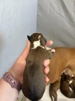 Raya , a female Boxer for sale in Clayton, DE – Photo 3 of 3