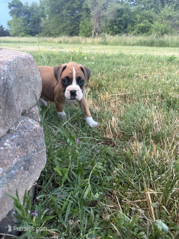 Aurora – Boxer puppy for sale in Clayton, DE