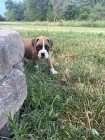 Aurora, a female Boxer for sale in Clayton, DE – 1 of 10