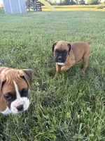 Moana, a female Boxer for sale in Clayton, DE – 6 of 10
