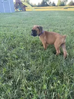 Moana, a female Boxer for sale in Clayton, DE – 3 of 10