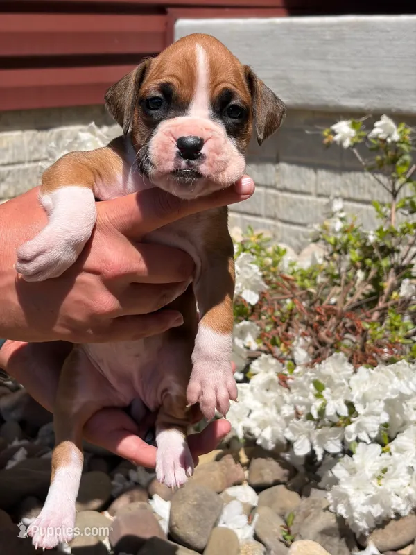 Aurora – Boxer puppy for sale in Clayton, DE
