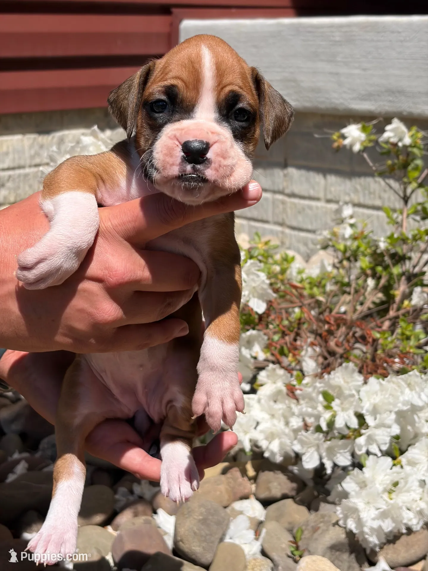 Aurora, a female Boxer for sale in Clayton, DE – 2 of 10