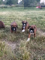 Tiana, a female Boxer for sale in Clayton, DE – 4 of 9