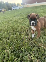 Tiana, a female Boxer for sale in Clayton, DE – 2 of 9