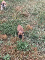 Ellie, a female Boxer for sale in Clayton, DE – 2 of 10