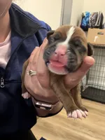 Ares, a male Boxer for sale in Clayton, DE – Photo 1 of 3