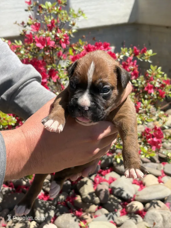 Ares – Boxer puppy for sale in Clayton, DE