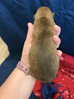 Ares, a male Boxer for sale in Clayton, DE – Photo 3 of 3