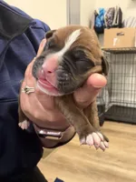 Ares, a male Boxer for sale in Clayton, DE – Photo 2 of 3