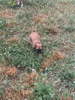 Ellie, a female Boxer for sale in Clayton, DE – 3 of 10