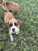 Aurora, a female Boxer for sale in Clayton, DE – 4 of 10