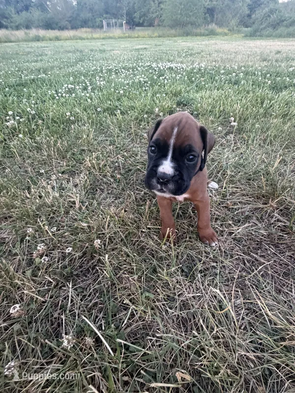 Thor – Boxer puppy for sale in Clayton, DE