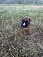 Thor, a male Boxer for sale in Clayton, DE – 1 of 7