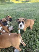 Aurora, a female Boxer for sale in Clayton, DE – 5 of 10